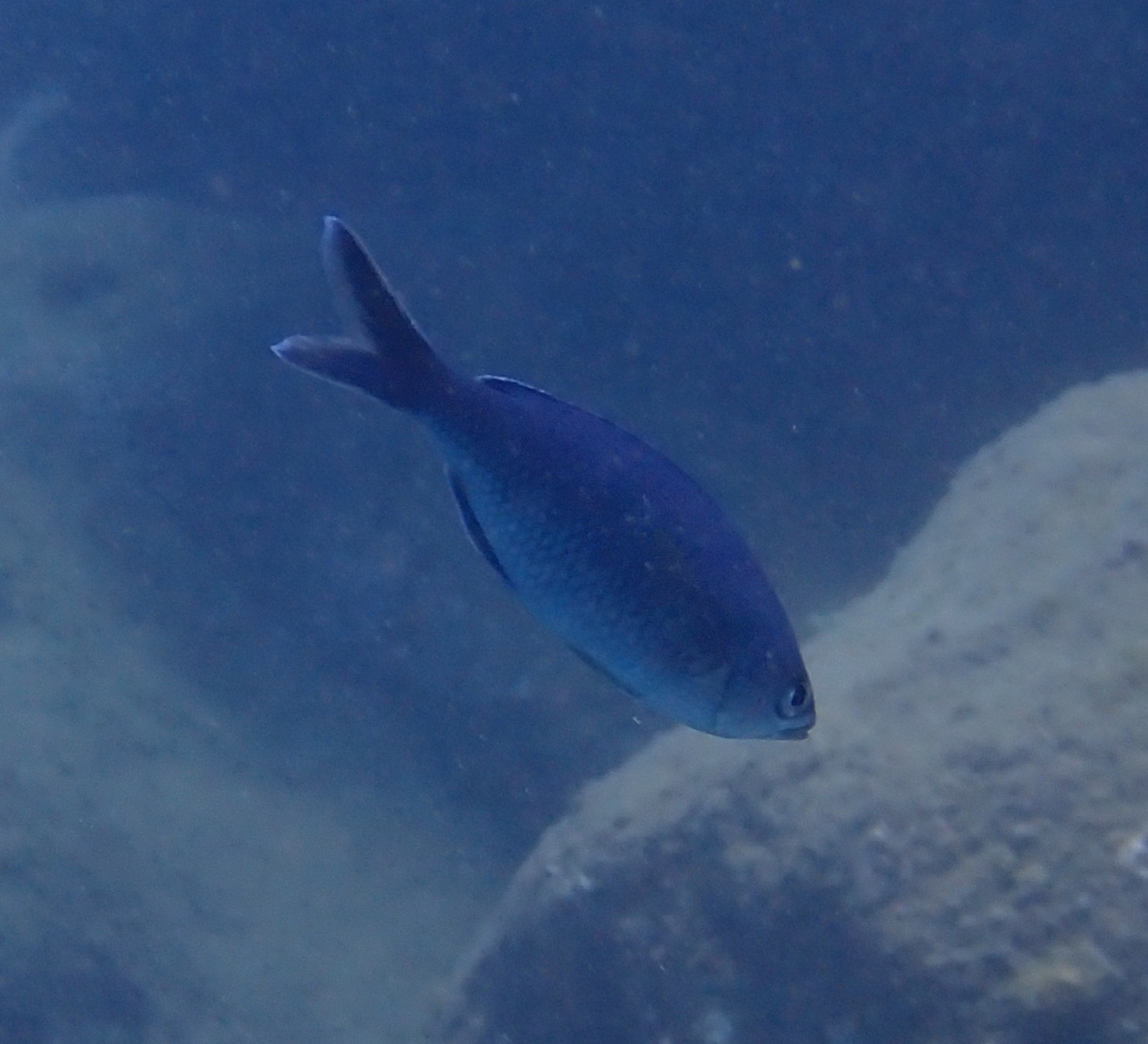 Photo of Swallowdart Damselfish (Azurina hirundo)