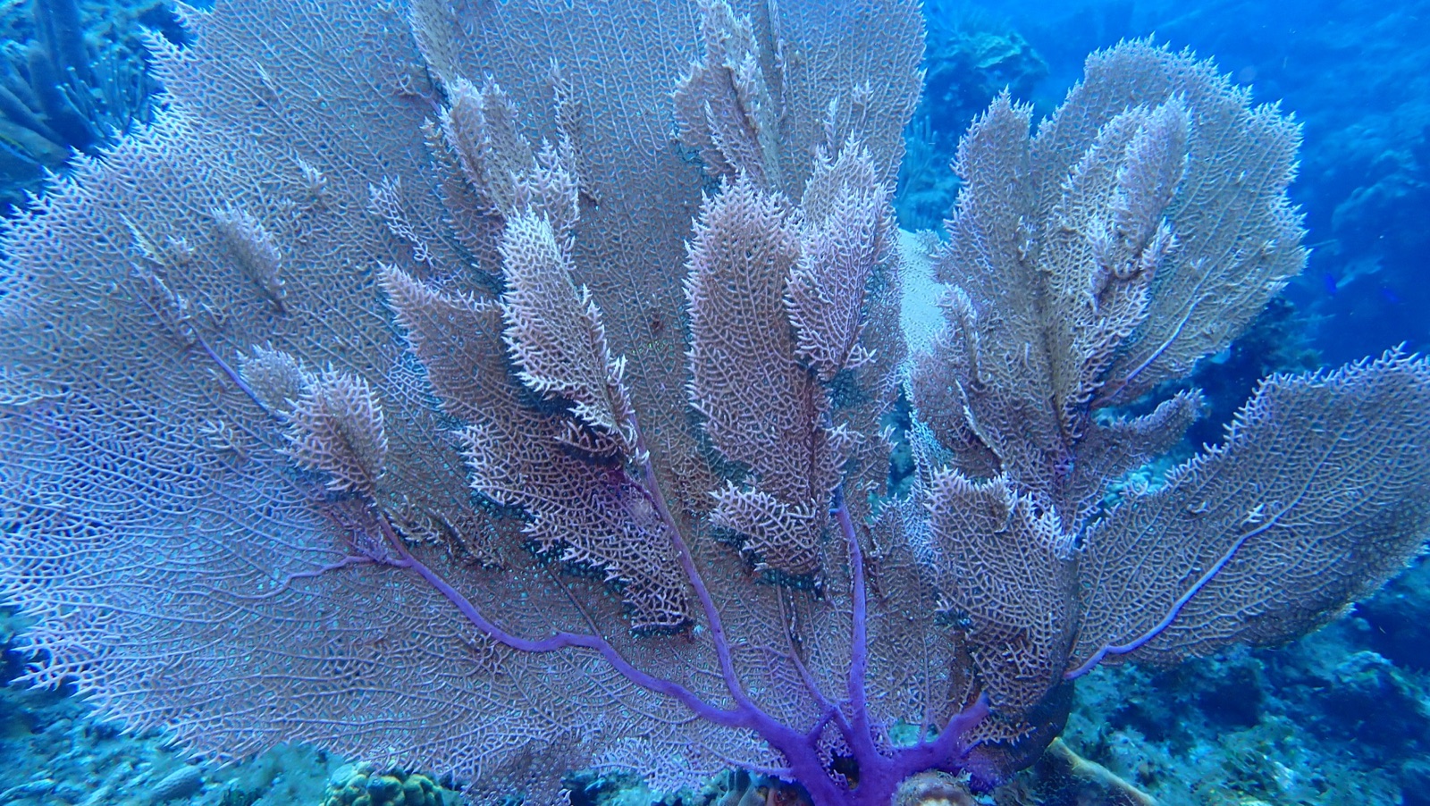 Photo de Gorgone éventail violet (Gorgonia ventalina)