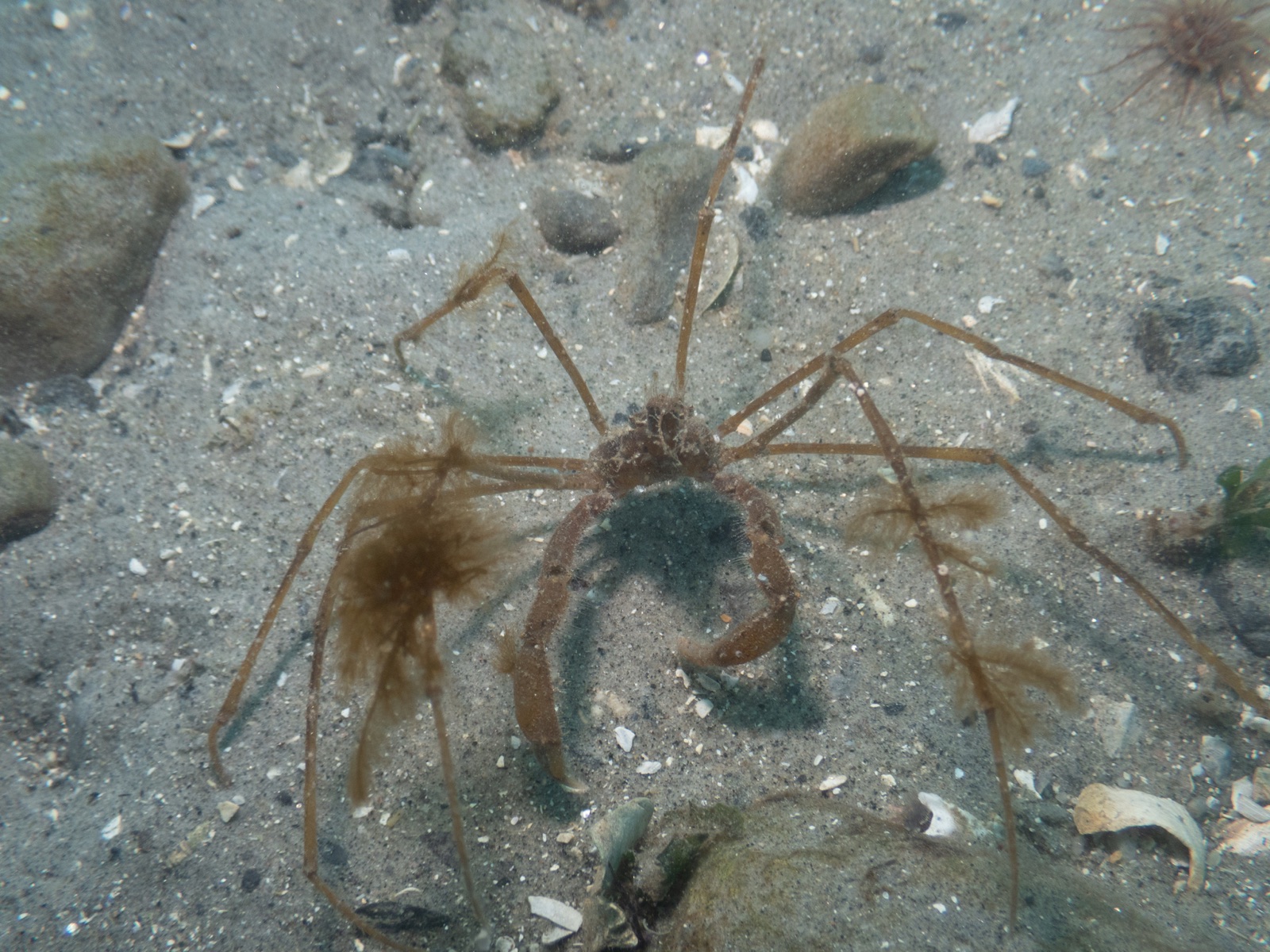 Foto de Araña de mar rosiro (Macropodia rostrata)