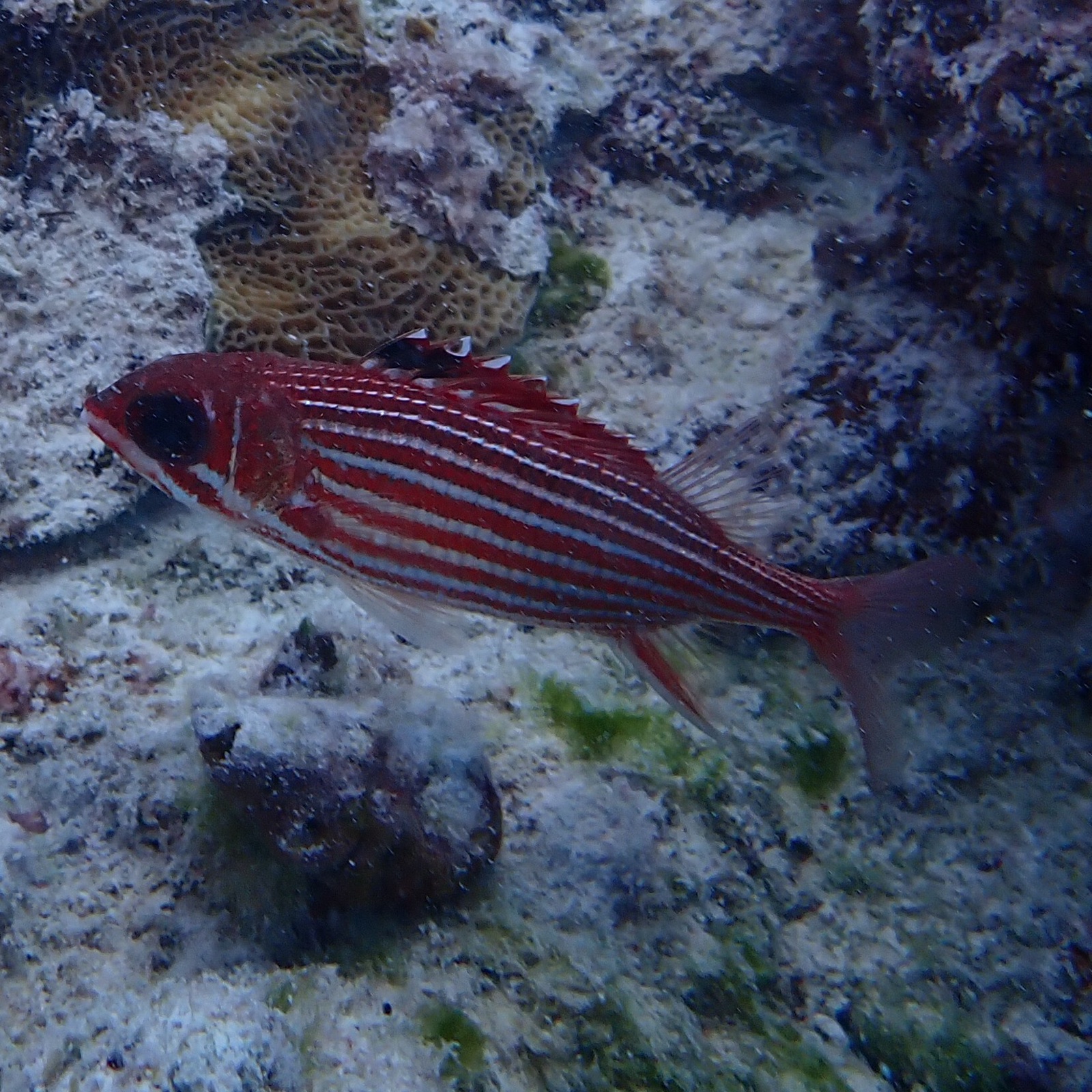 Photo of Reef squirrelfish (Sargocentron coruscum)