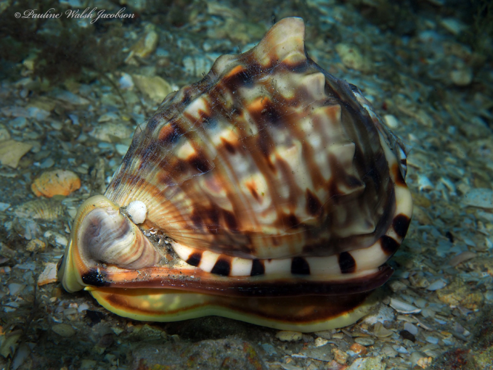 Photo de Casque flamboyant (Cassis flammea)