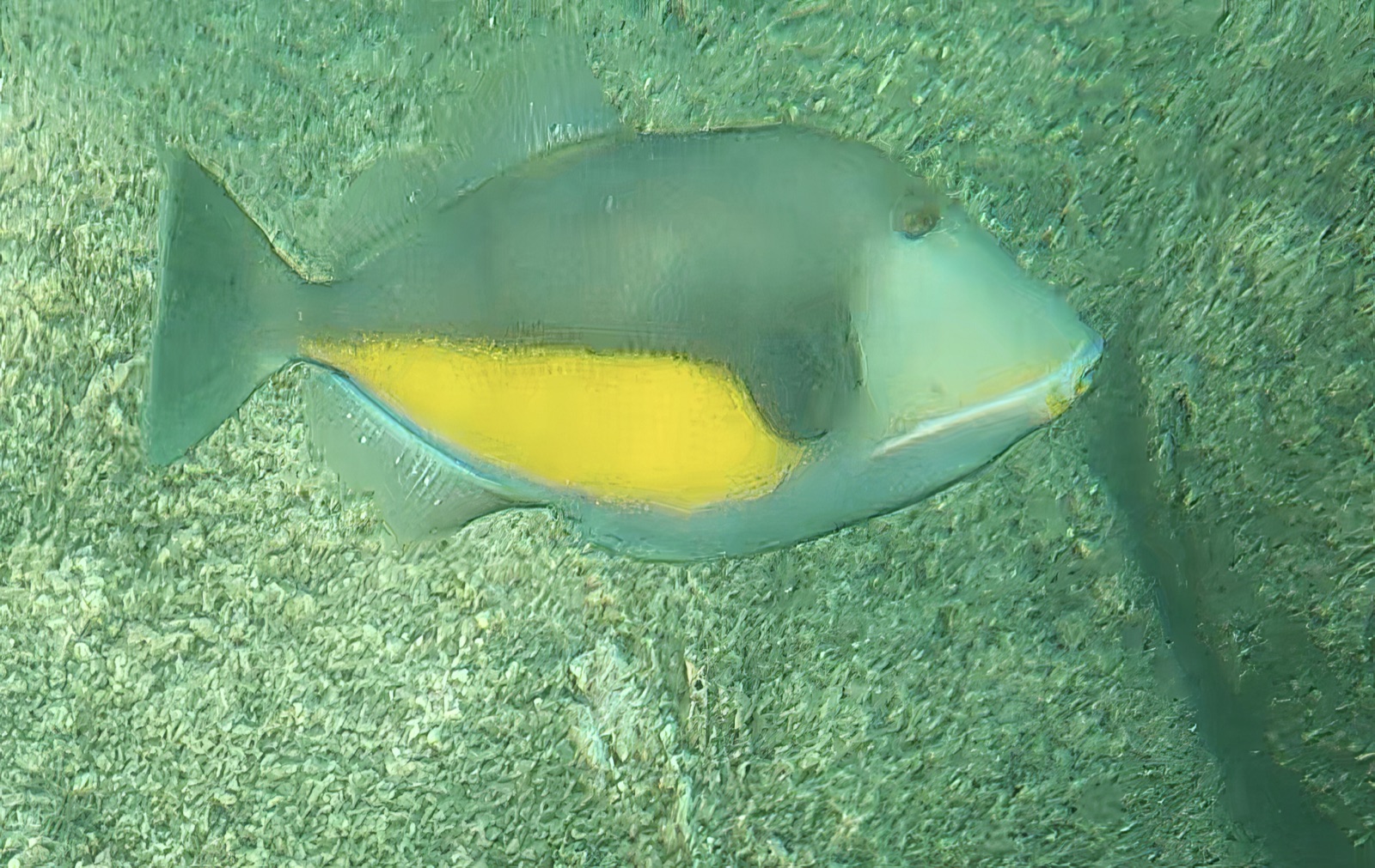 Photo of Orange-sided triggerfish (Sufflamen verres)