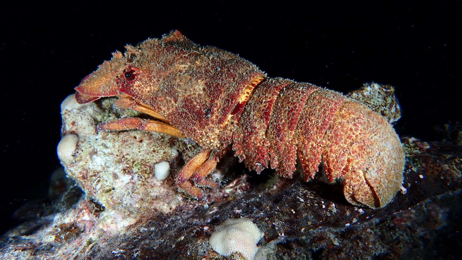 Photo de Langouste-cigale écailleuse (Scyllarides squammosus)