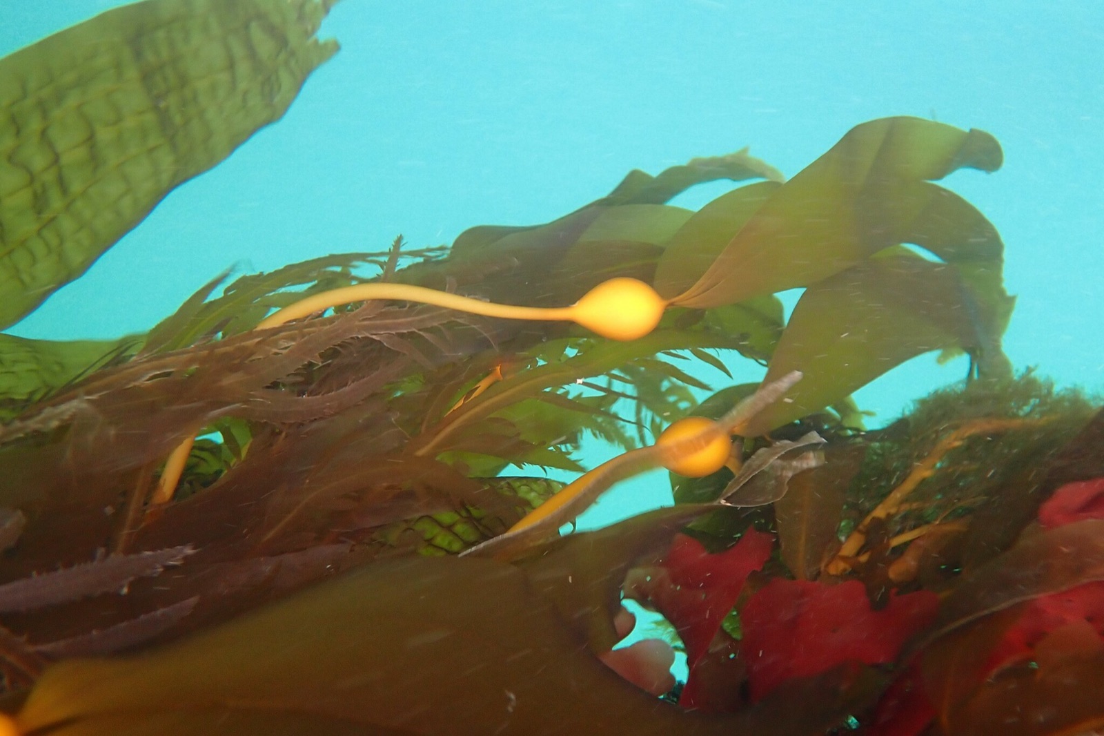 Foto de Kelp de bulbo (Nereocystis luetkeana)