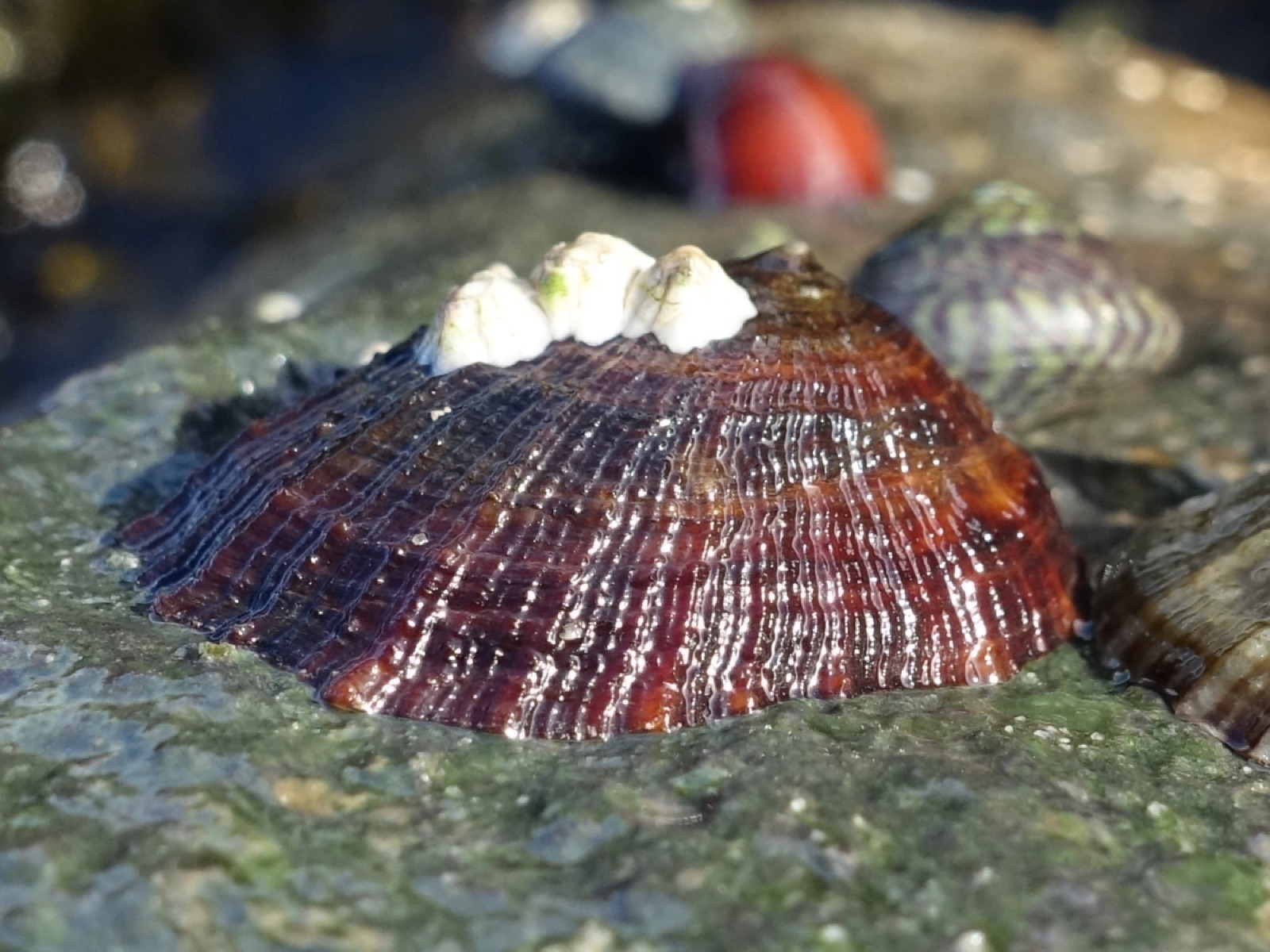 Photo of Common limpet (Patella vulgata)