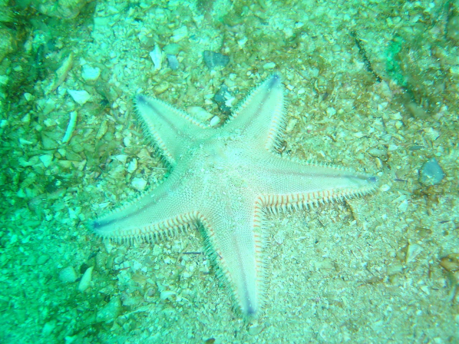 Foto de Estrella peine (Astropecten irregularis)