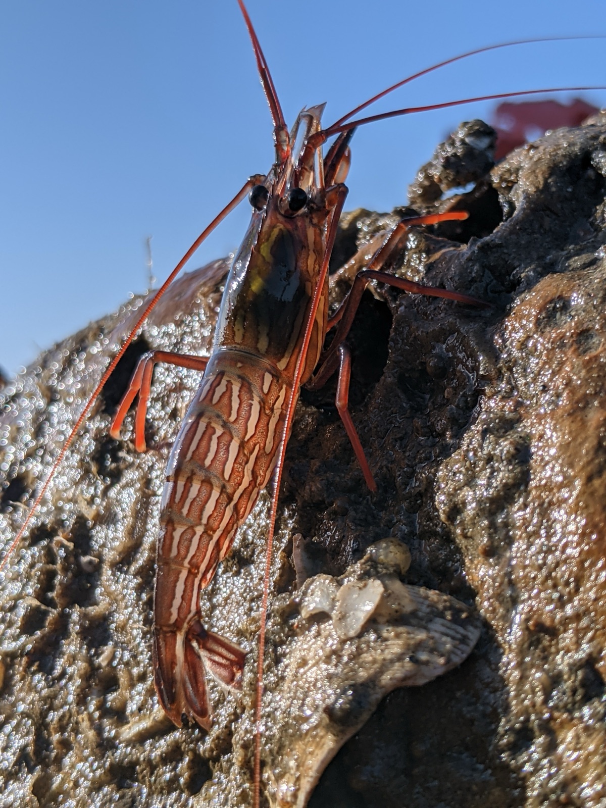 Photo de Crevette nettoyeuse de Californie (Lysmata californica)