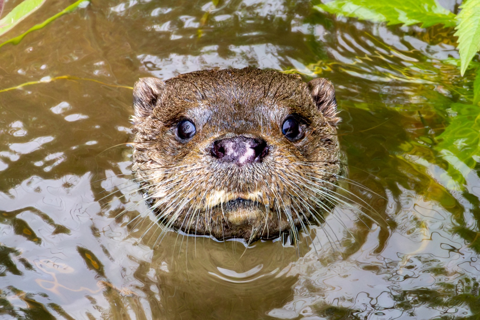 Foto de Nutria europea (Lutra lutra)