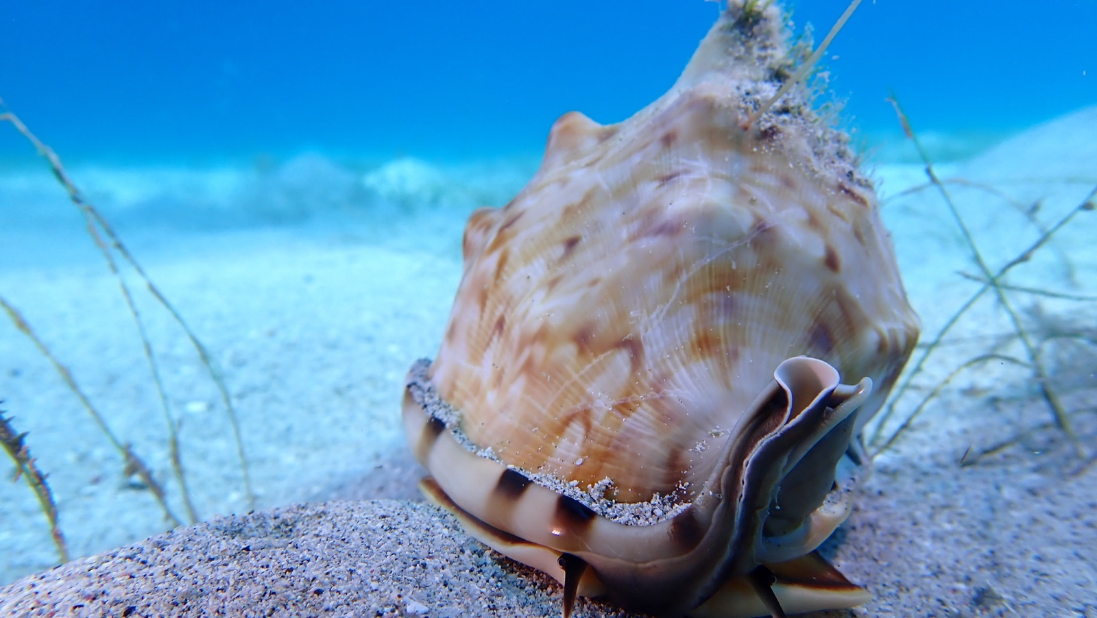 Foto de Casco tuberculado (Cassis tuberosa)