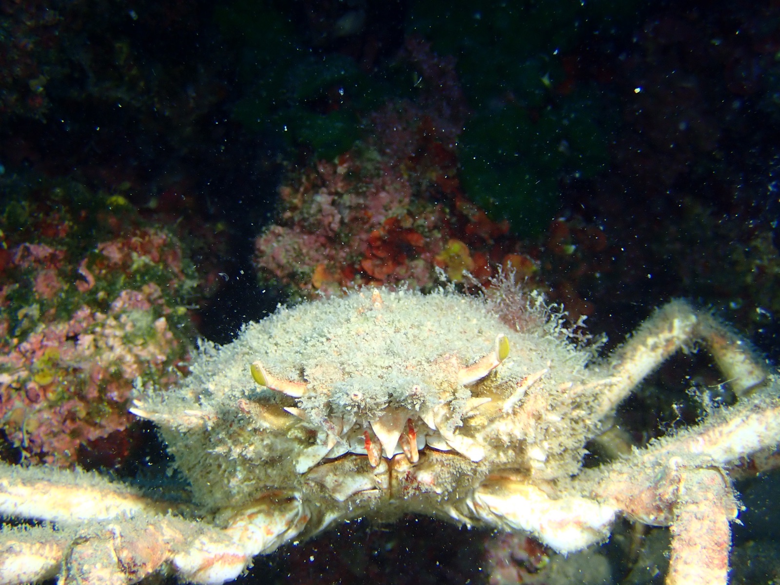 Foto de Centolla europea (Maja squinado)