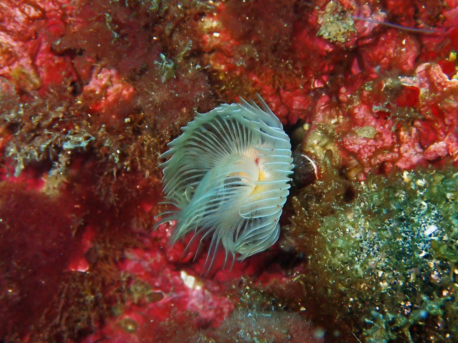 Photo de Ver Protule (Protula tubularia)
