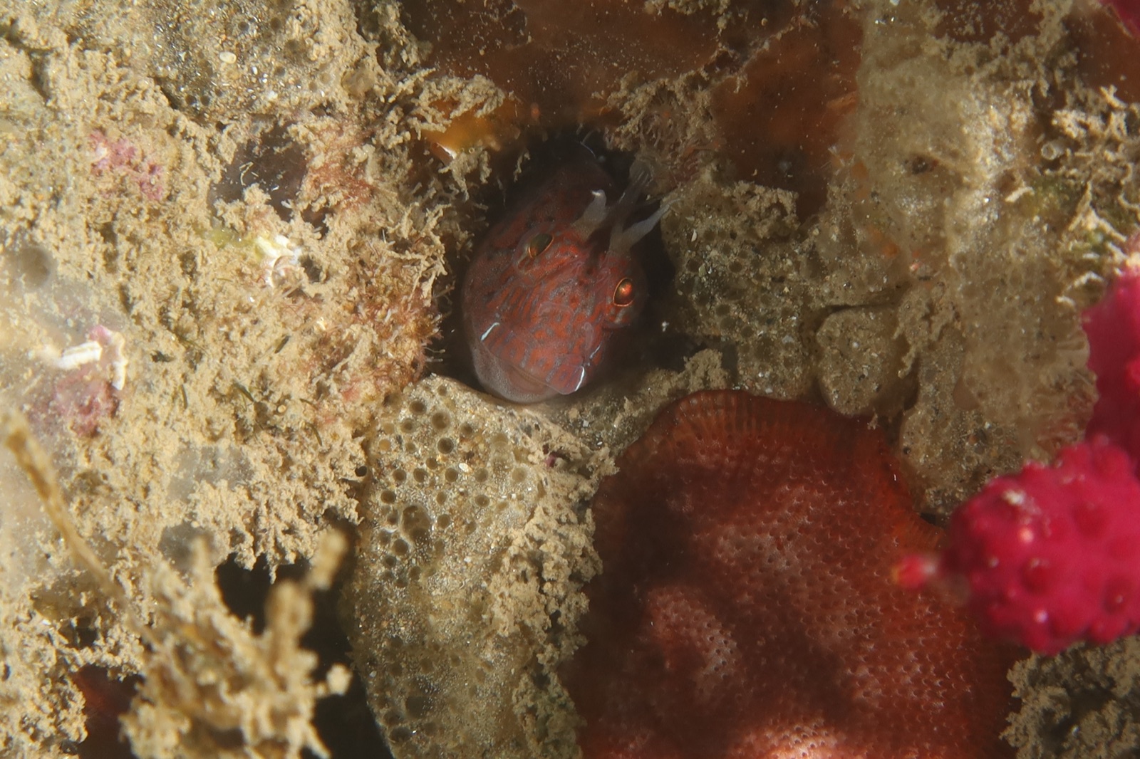 Photo de Blennie de Zvonimir (Parablennius zvonimiri)