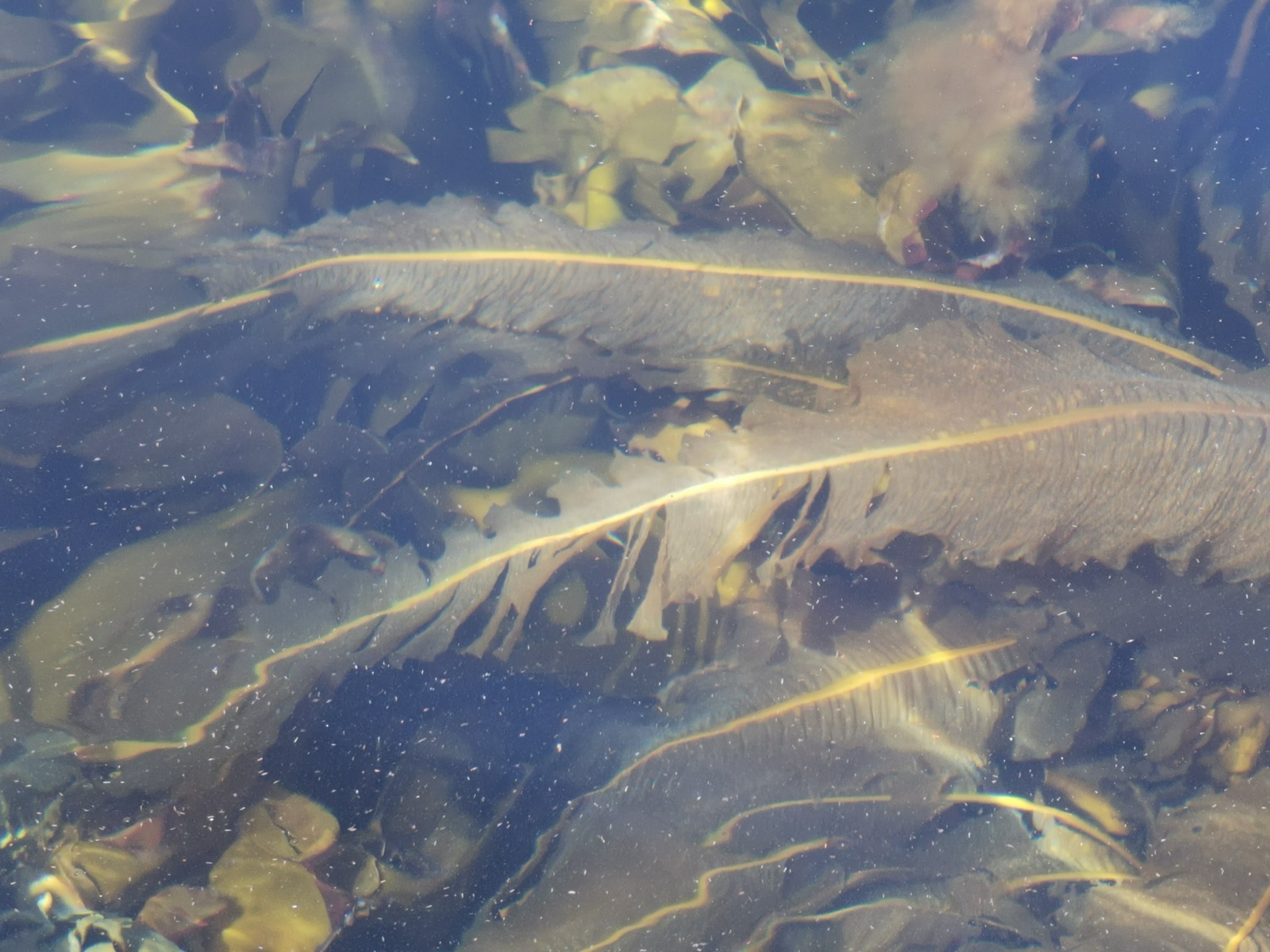 Foto de Kelp comestible (Alaria esculenta)