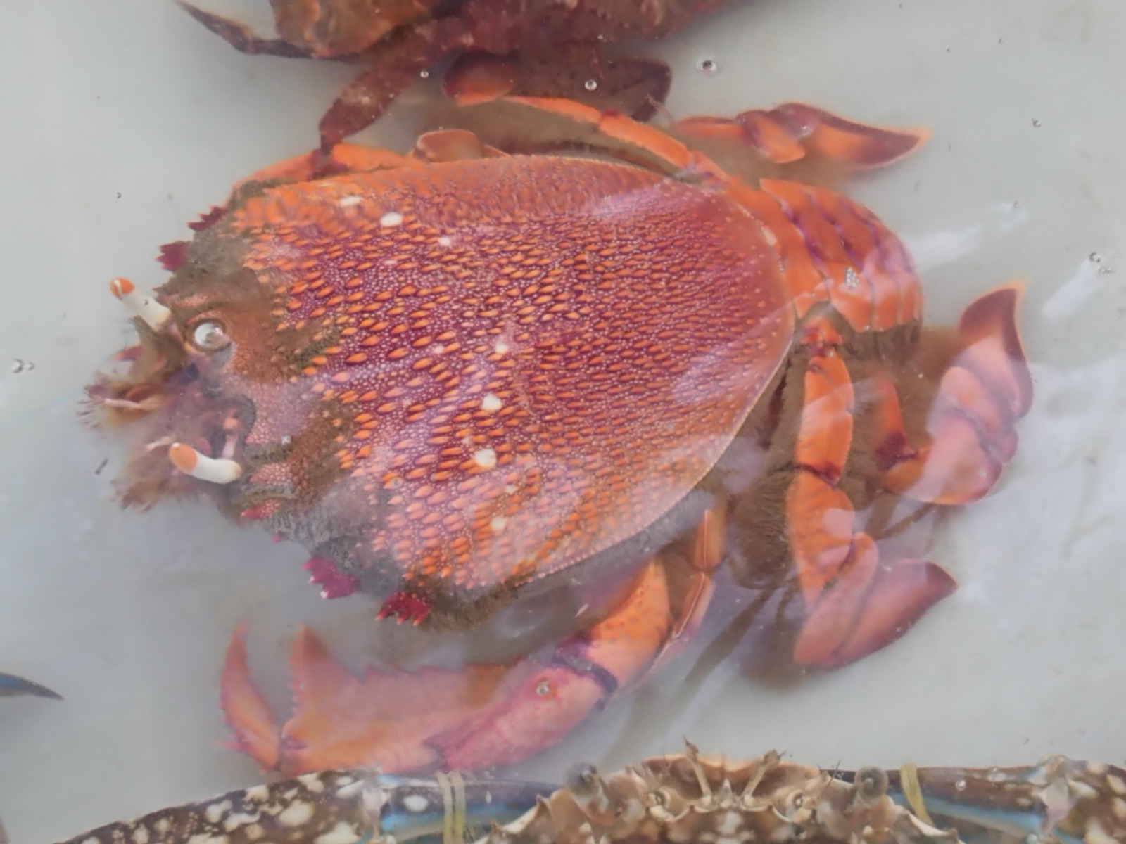 Photo de Crabe-grenouille (Ranina ranina)