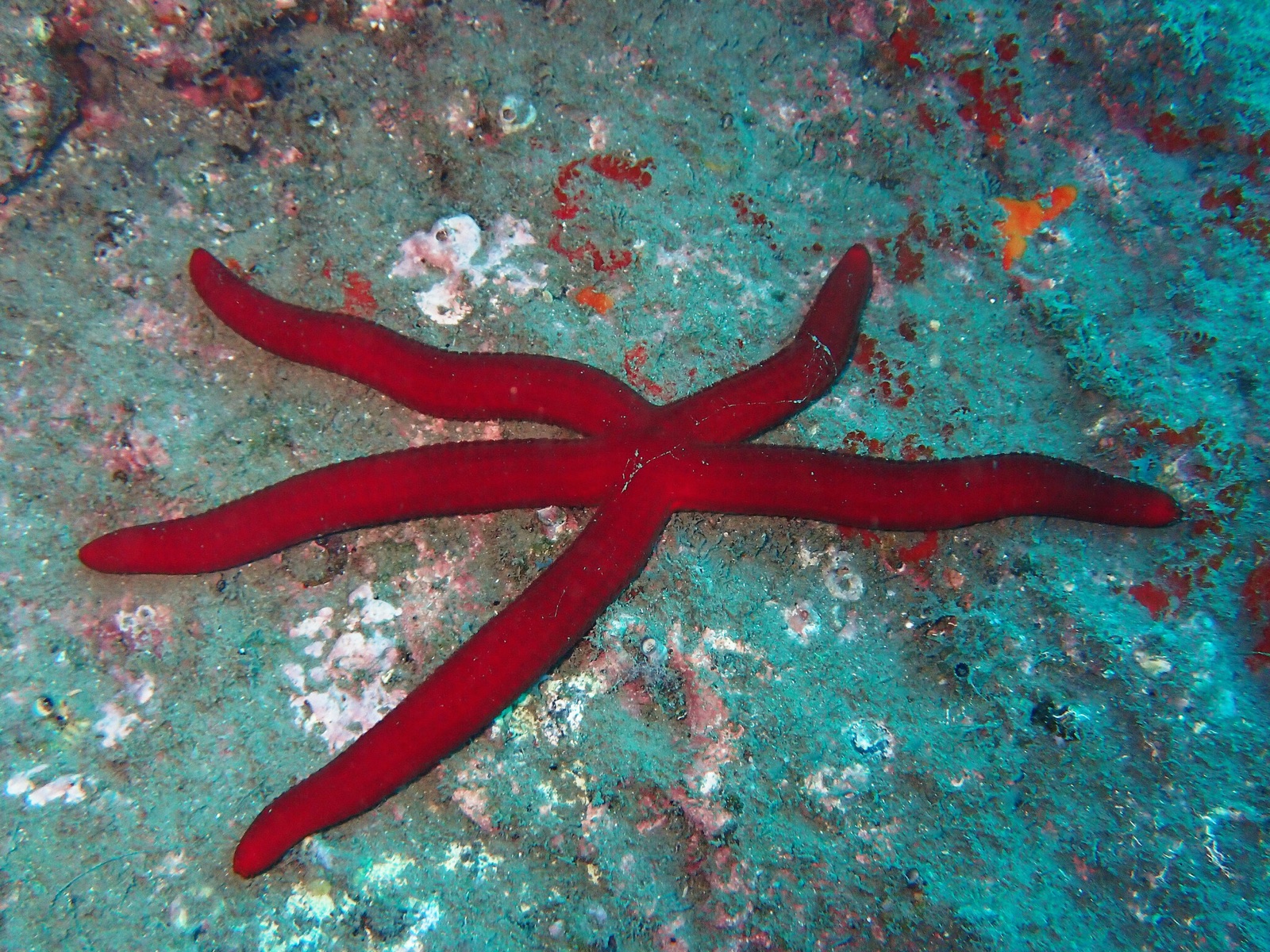 Foto de Estrella cuero (Ophidiaster ophidianus)