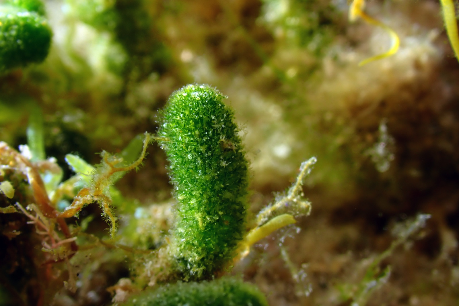 Foto de Dasiclado (Dasycladus vermicularis)
