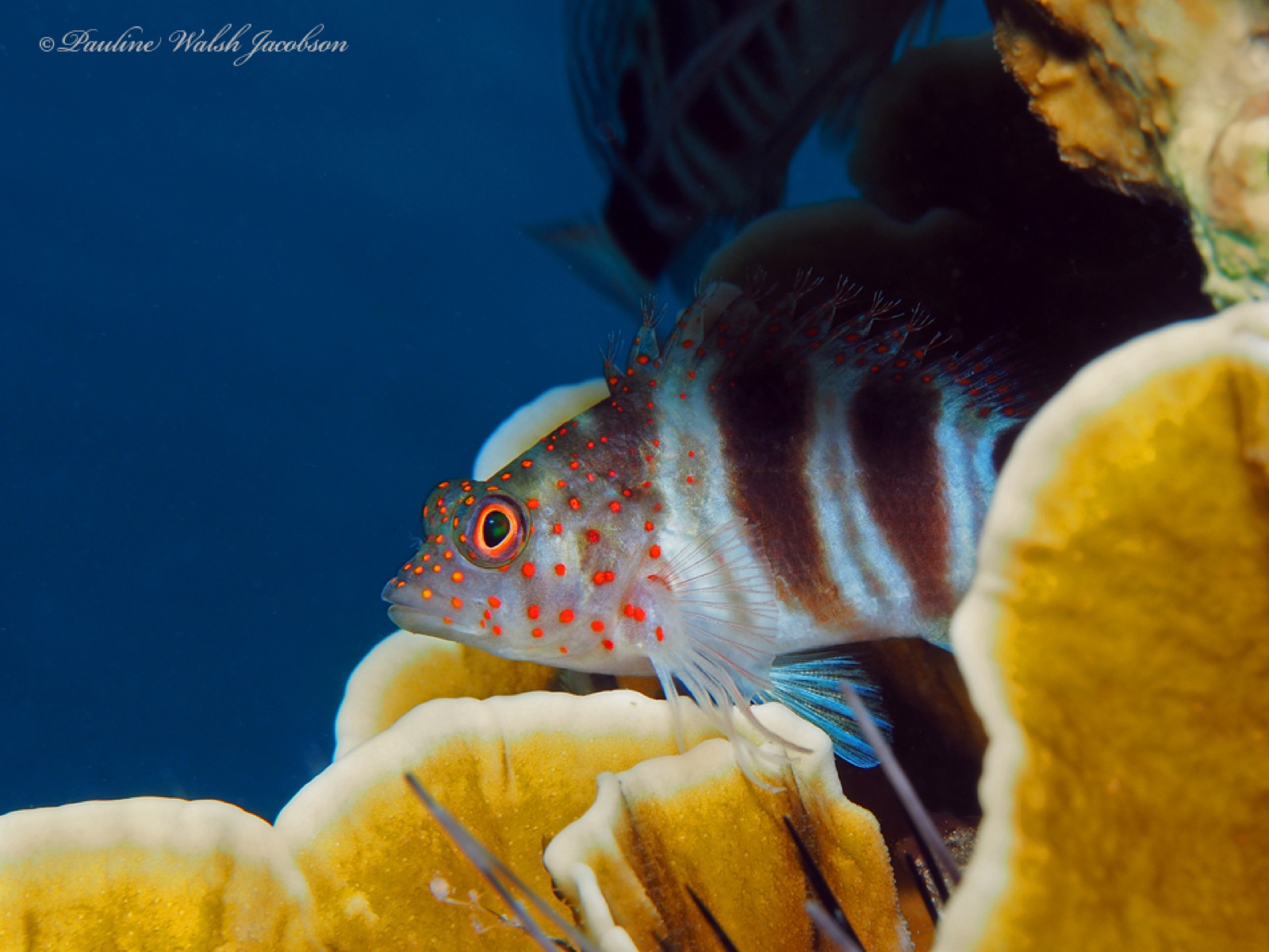 Photo of Red Spotted Hawkfish (Amblycirrhitus pinos)