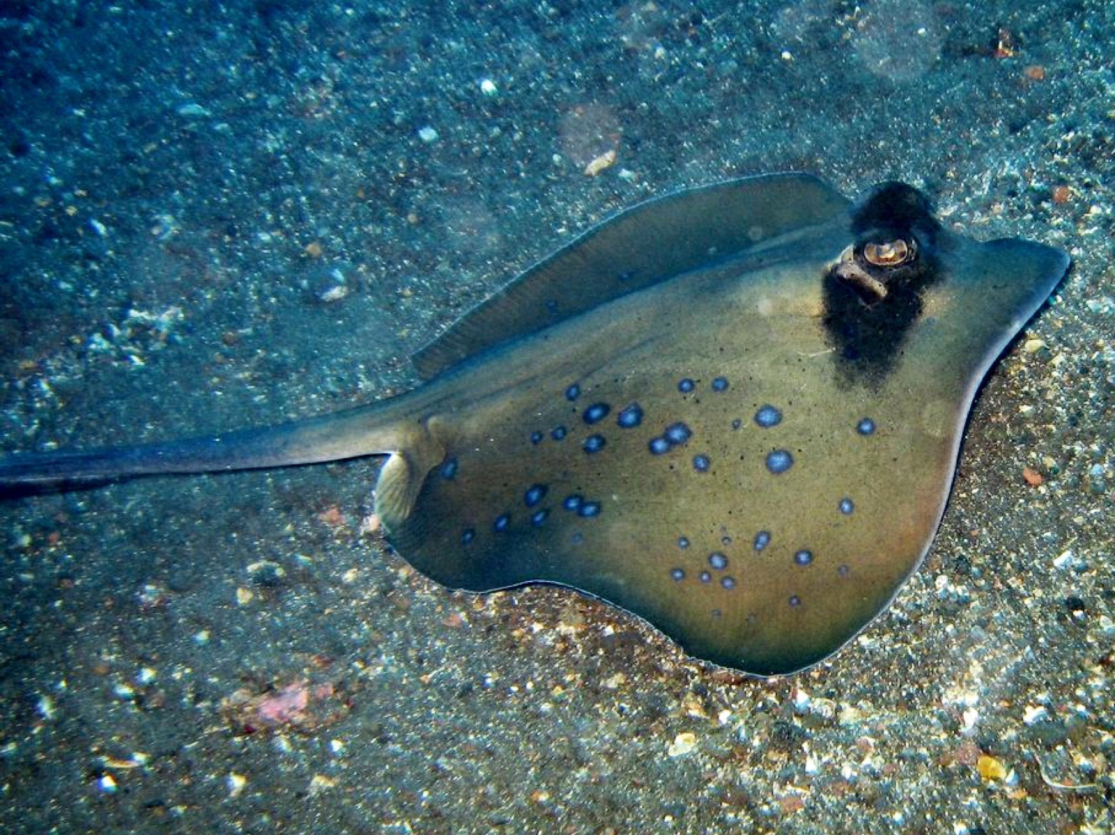 Photo de Raie bleu-tacheté (Neotrygon kuhlii)