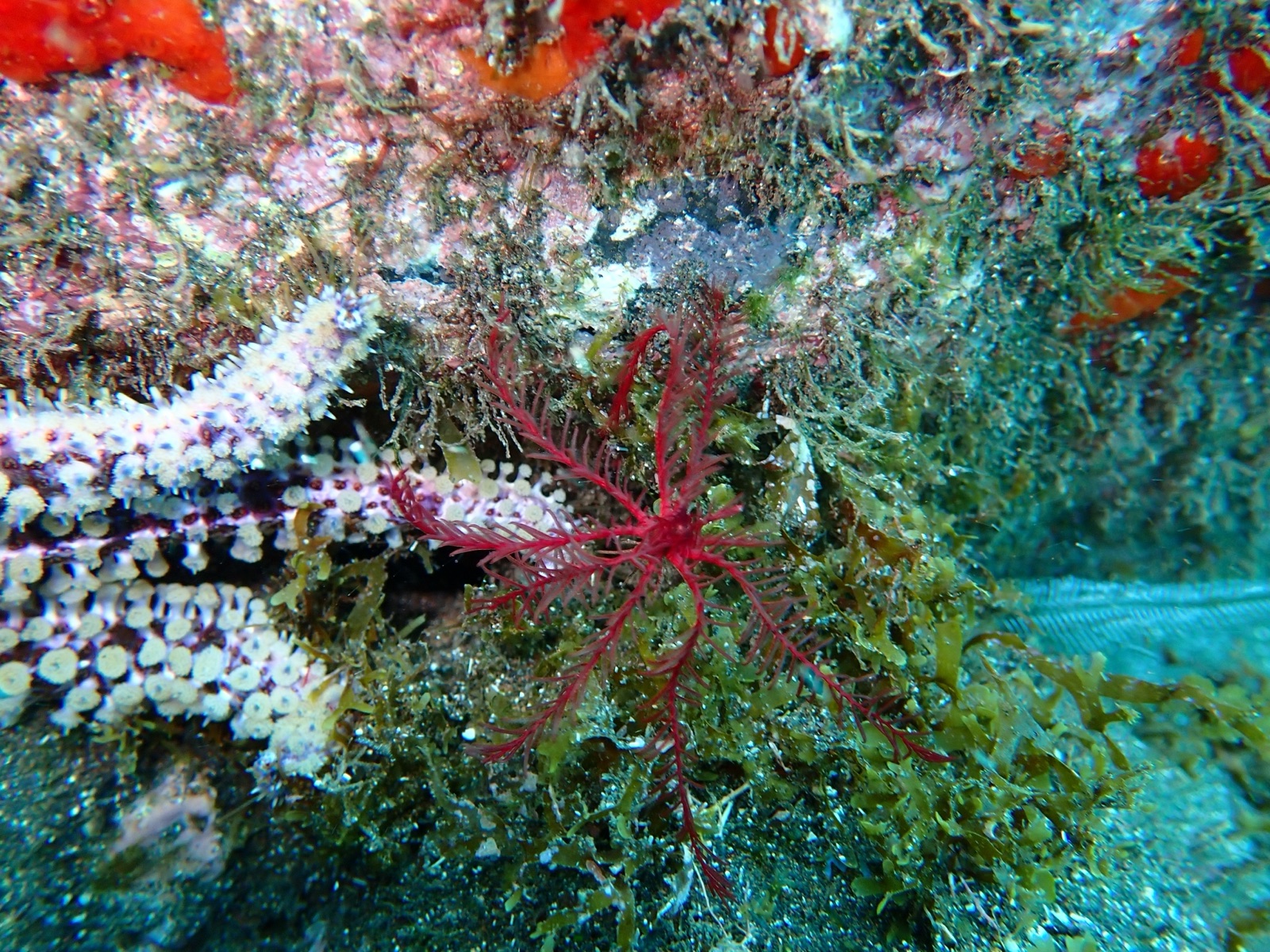 Foto de Crinoide rosado (Antedon bifida)