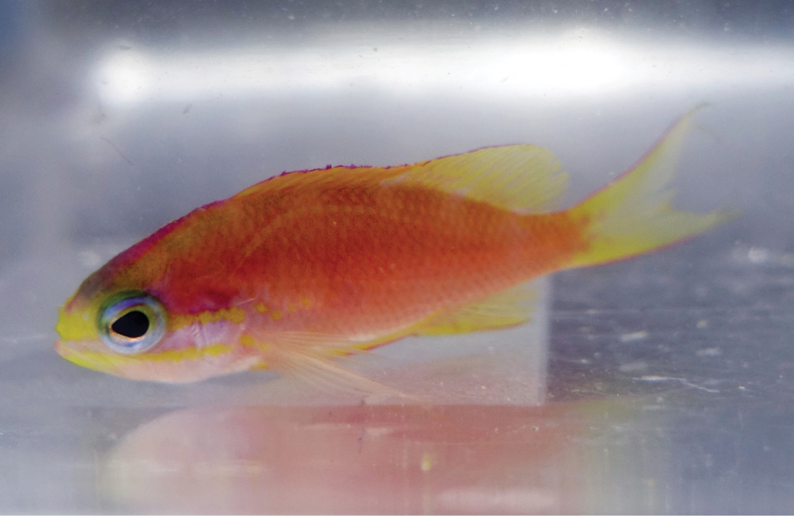 Photo of Obama Basslet (Tosanoides obama)