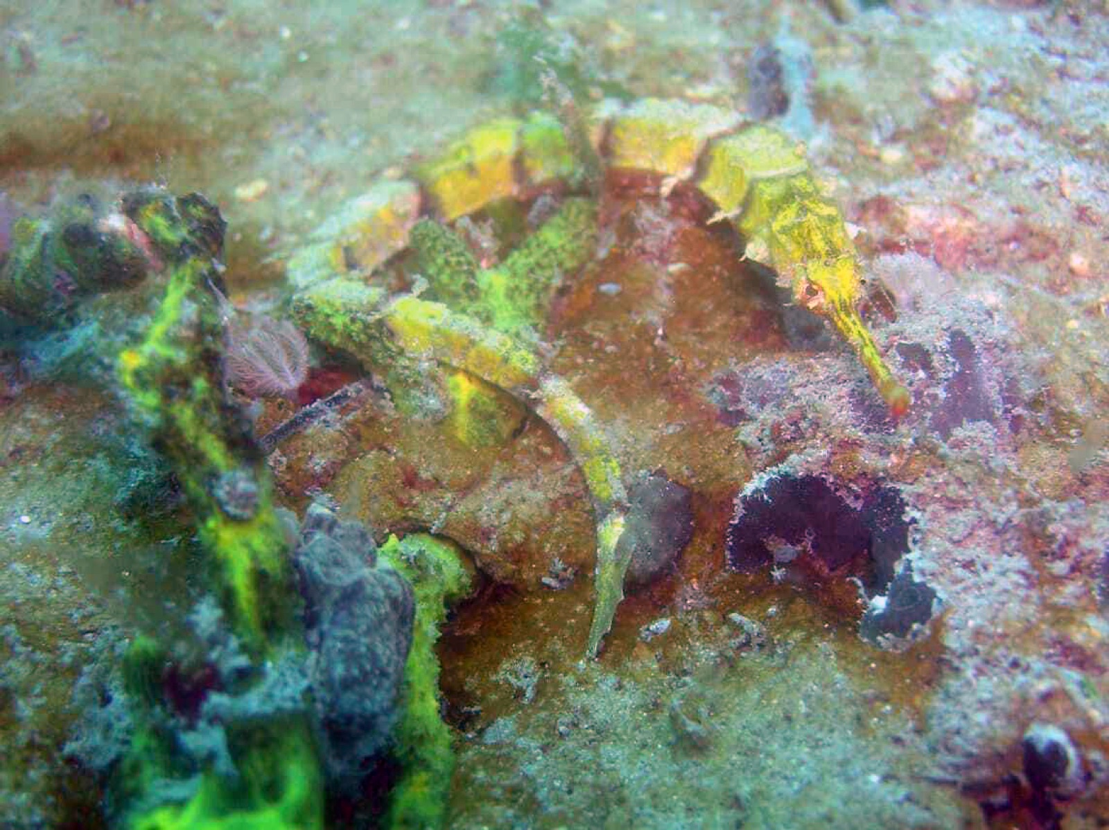 Foto de Pez pipa hocico grande (Halicampus macrorhynchus)