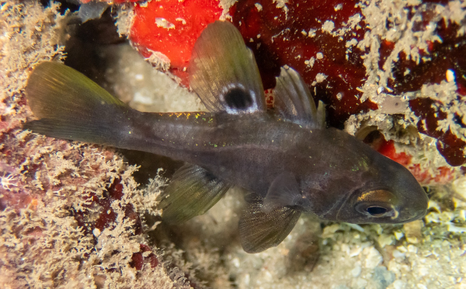 Photo of Black cardinalfish (Apogonichthyoides melas)