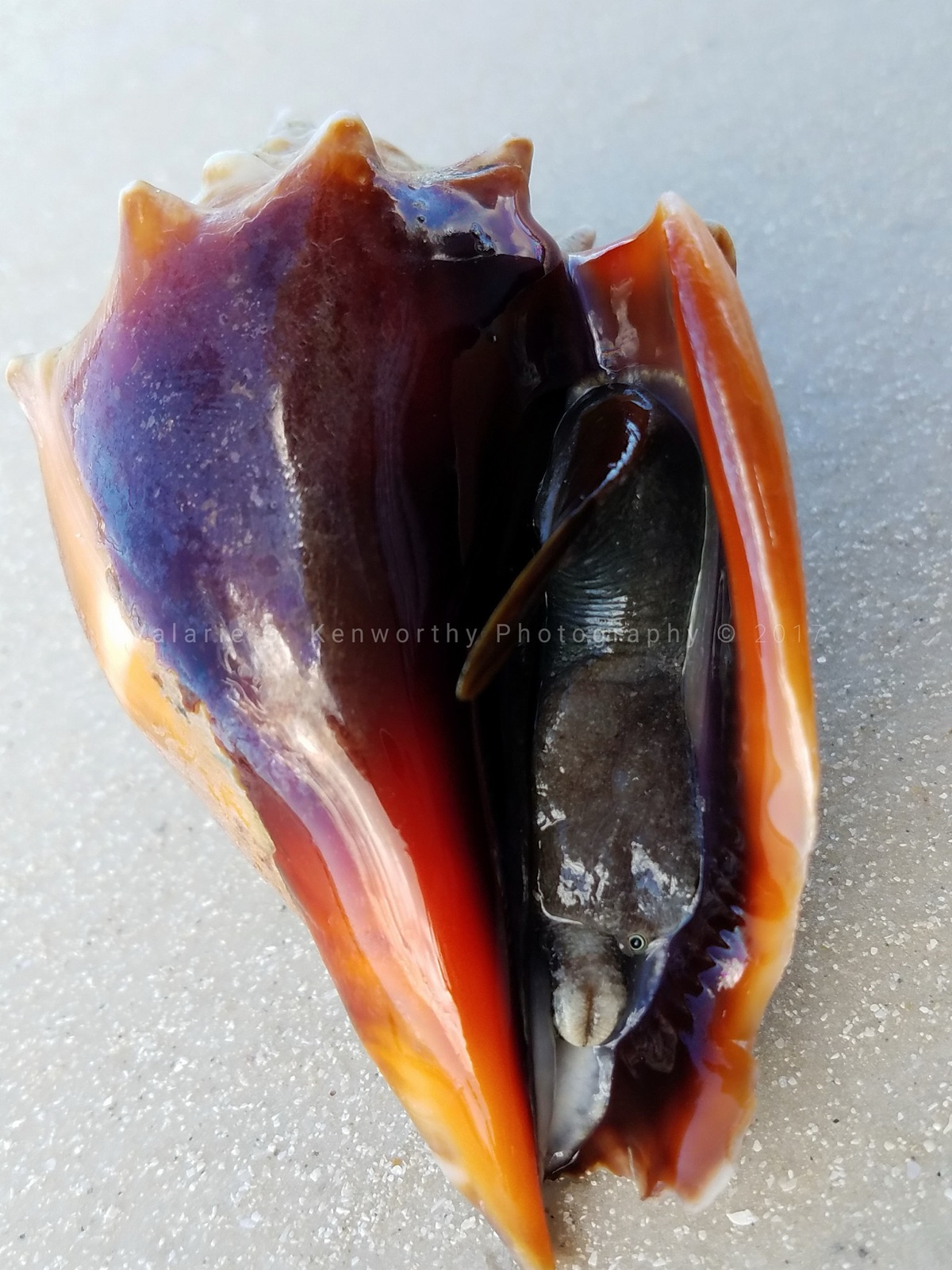 Photo of Rooster-tail Conch (Strombus pugilis)