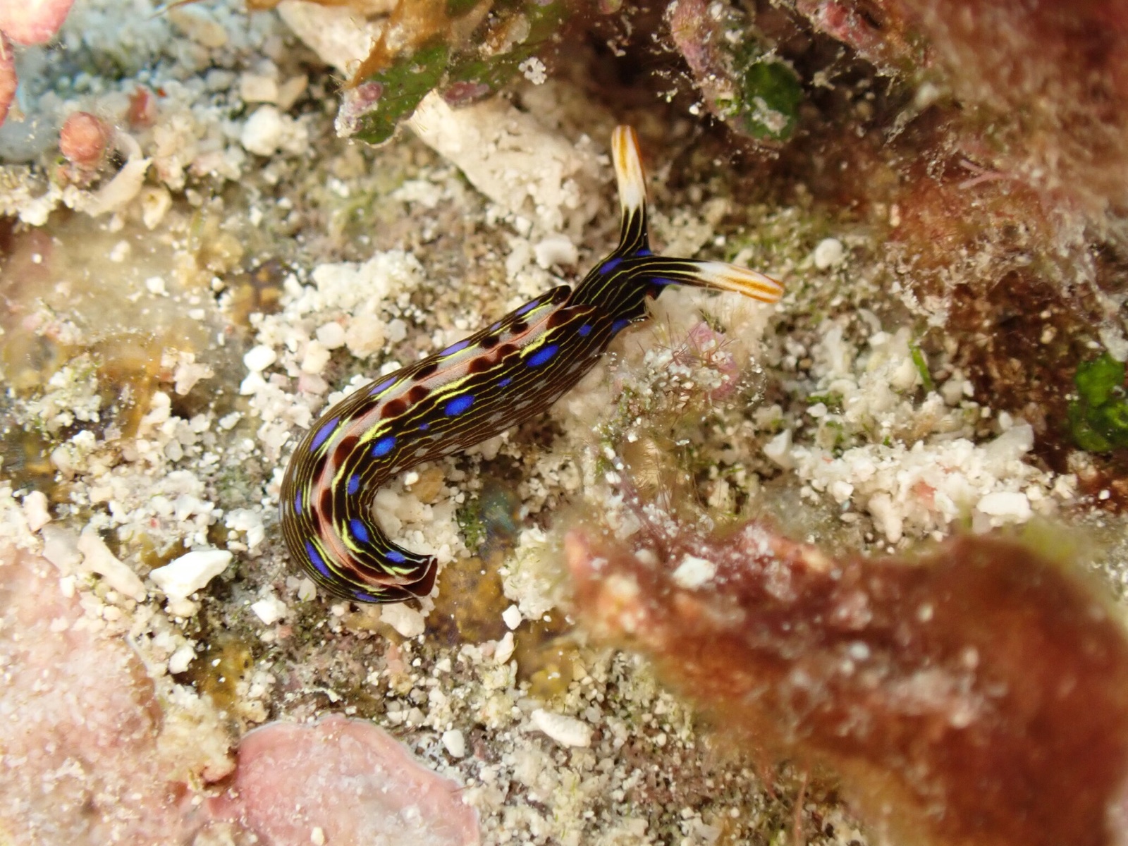 Foto de Thuridilla de Bayer (Thuridilla bayeri)