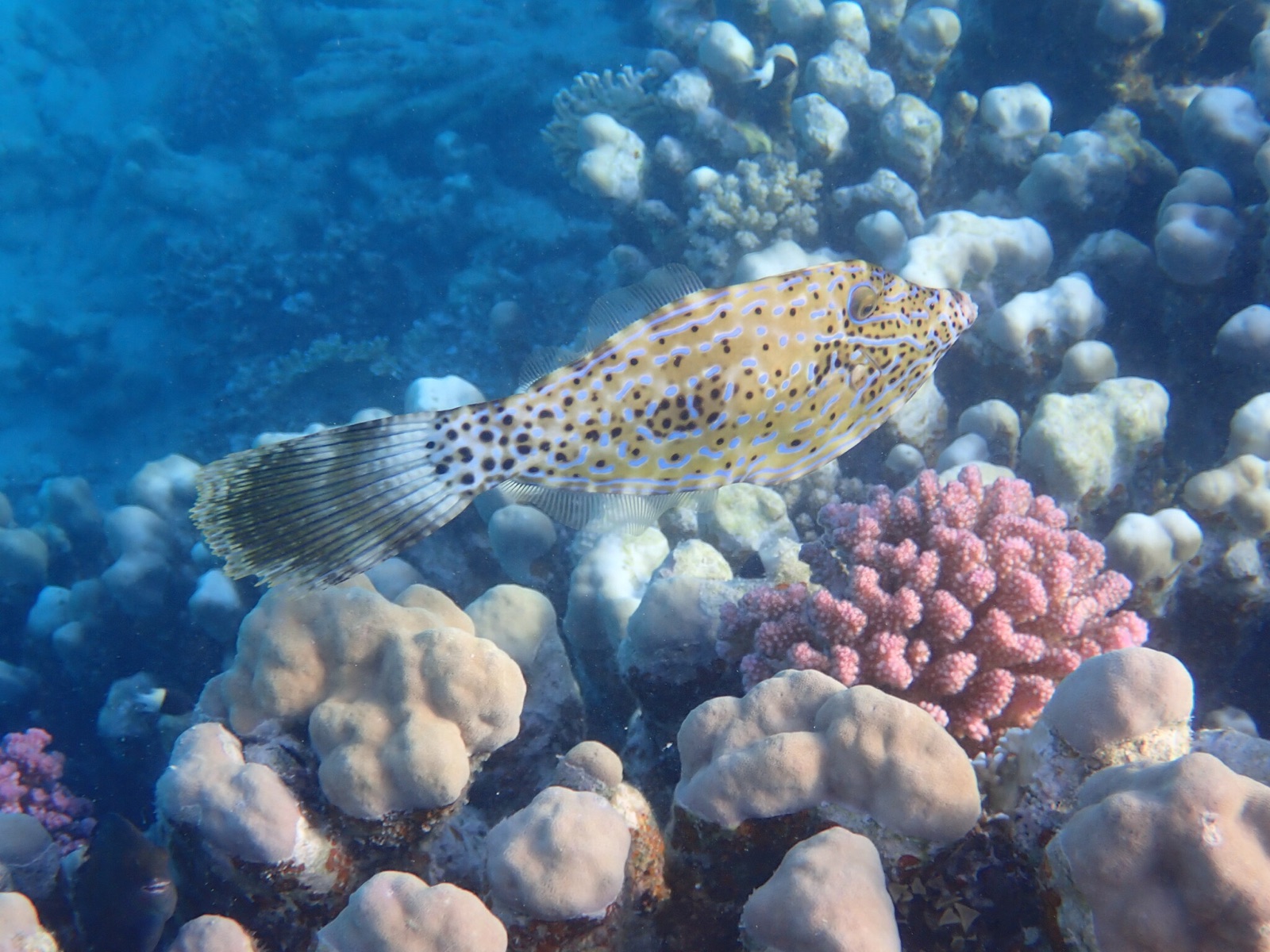 Foto de Lija trompa (Aluterus scriptus)